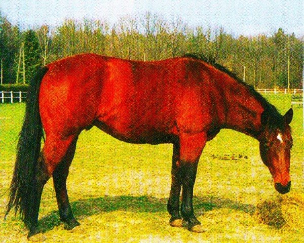 horse Poco (Quarter Horse, 1997, from Cause Of It All)