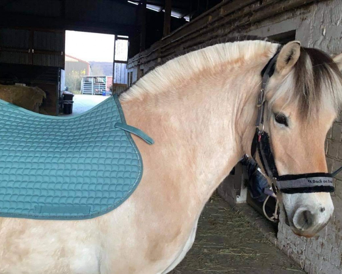 Dressurpferd Dalino (Fjordpferd, 2017, von Dylan) - Bild FB Laura