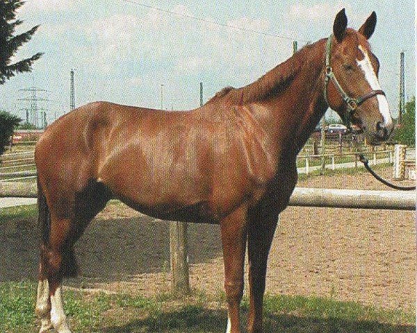 Pferd B E L L a (Mecklenburger,  , von Browning 2)