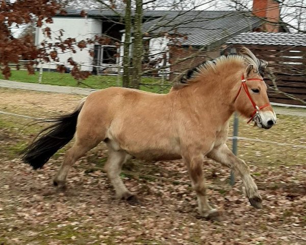 horse Hicks (Fjord Horse, 2016, from Hjellsohn)