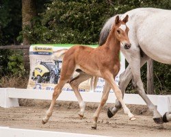 foal by Zuckerschock (Westphalian, 2025, from Zinedine)