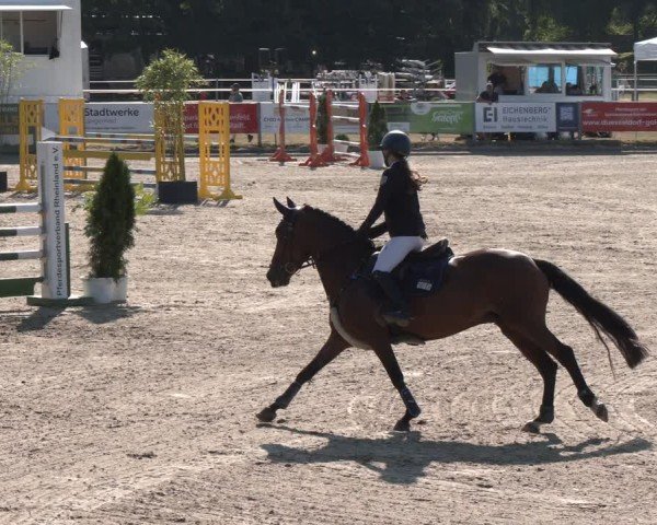 Reitturnier Langenfeld 2025