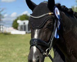 dressage horse Escaleno (Hanoverian, 2019, from Escamillo)