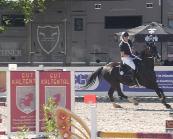 Reitturnier Babenhausen/Schw. 2025