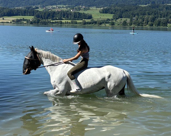 Springpferd Made-In des Arsys (Belgisches Warmblut, 2012, von Nabab de Rêve)