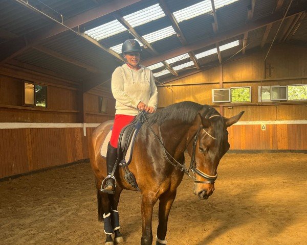 horse Visionär (Oldenburg, 2020, from Viva Gold OLD)