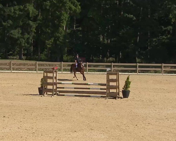 Reitturnier Tiefenhof/Opf. 2025