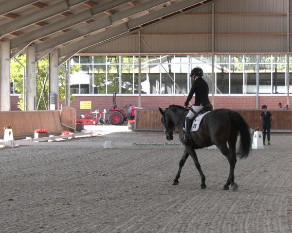 Reitturnier Langenfeld 2025