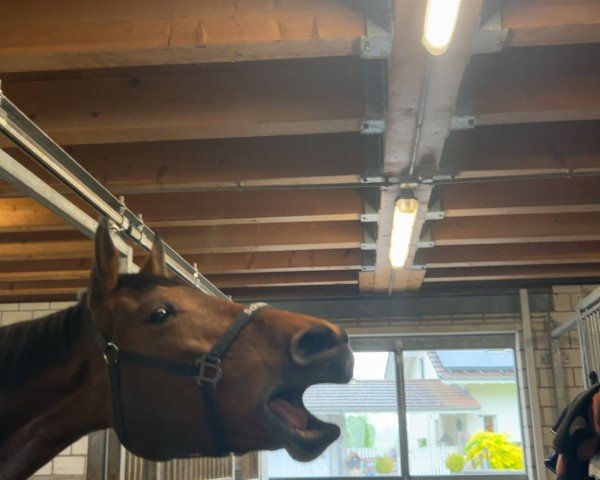 Springpferd Collina V. Saxerriet CH (Schweizer Warmblut, 2018, von Con Spirito R)