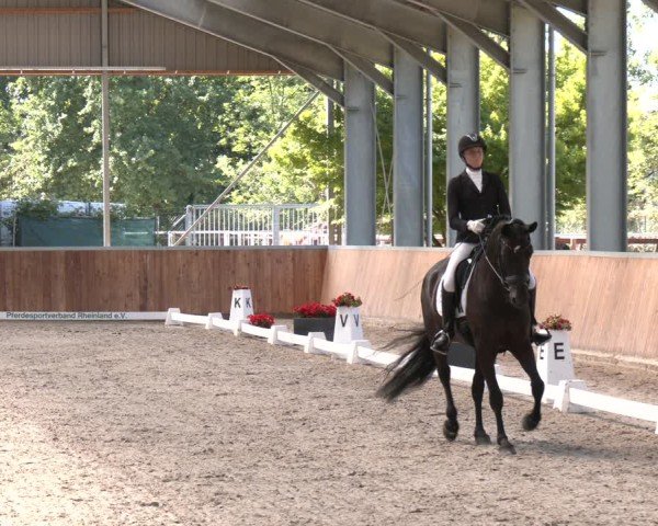 Reitturnier Langenfeld 2025