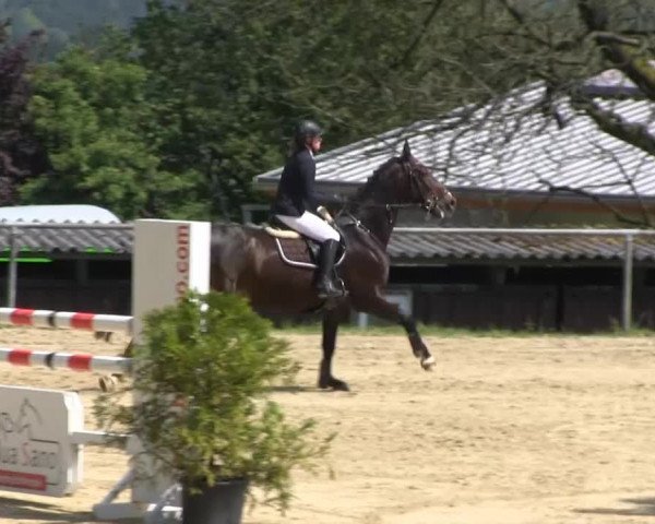 Großes Reit- und Springturnier Bühren-Breckerfeld 2014