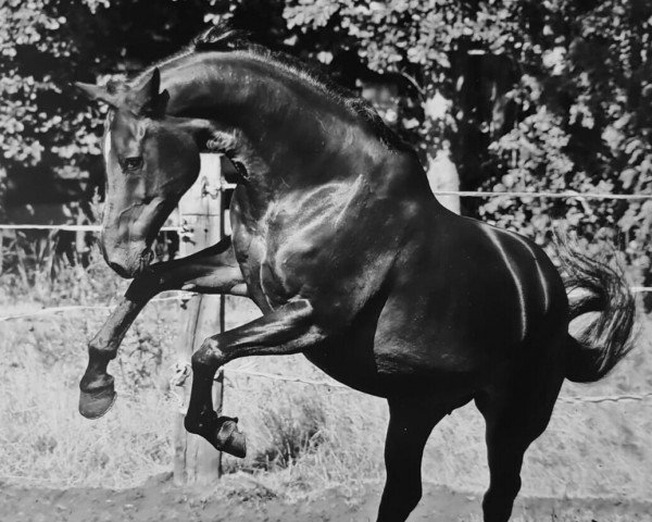 broodmare Wichita V (KWPN (Royal Dutch Sporthorse), 2003, from Oscar)