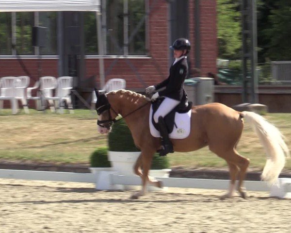 Reitturnier Langenfeld 2025