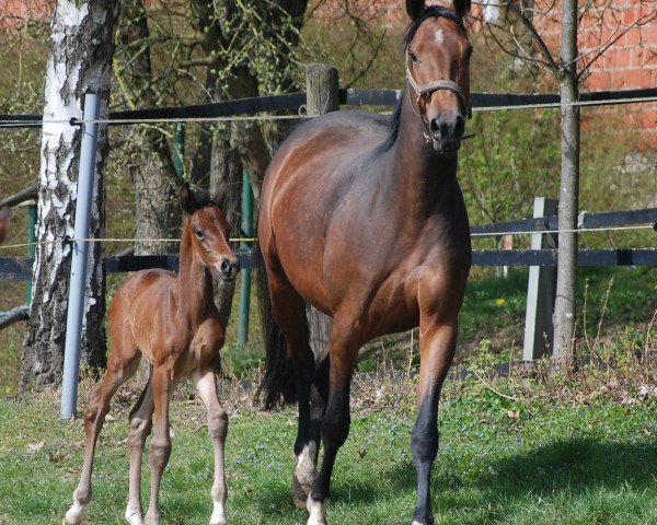 Pferd Dynamic Prinzess (Westfale, 2021, von Dynamic Dream)