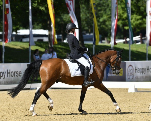 dressage horse Bergerhof's D-Sensation (German Riding Pony, 2018, from D-Power AT)