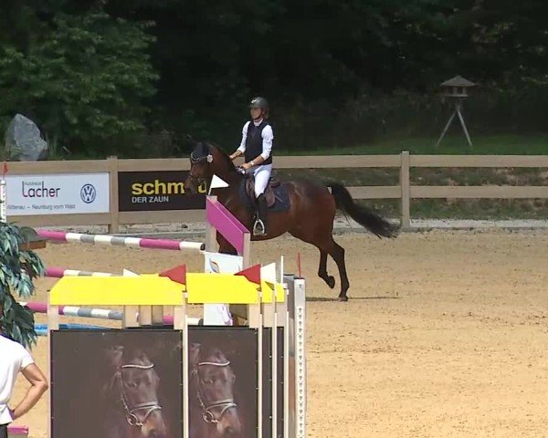 Reitturnier Tiefenhof/Opf. 2025