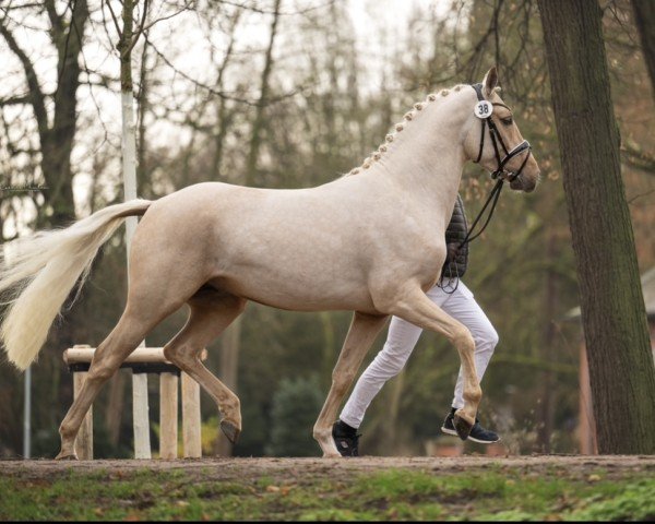 stallion Golden Hunter LR (German Riding Pony, 2022, from Golden West NRW)