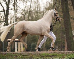 Deckhengst Golden Hunter LR (Deutsches Reitpony, 2022, von Golden West NRW)