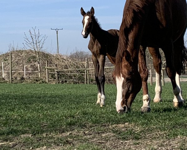 Deckhengst Cleiner König (Oldenburger Springpferd, 2021, von Contagio)