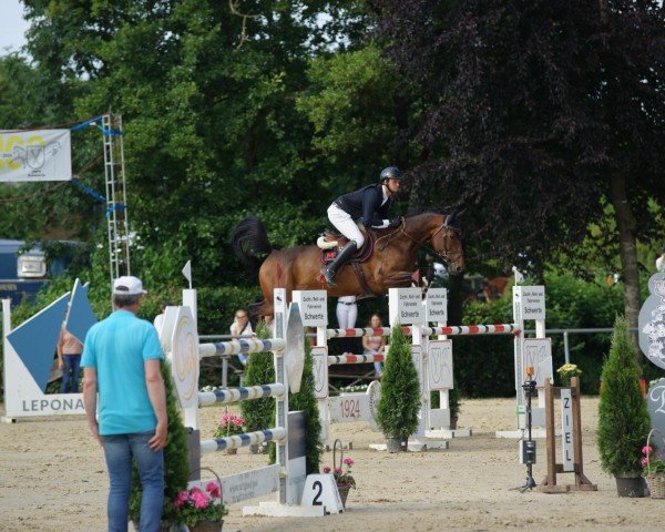 Springpferd Diva M 7 (Oldenburger Springpferd, 2017, von Diamant de Semilly)