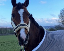 broodmare Chiara Fay Lee (Hanoverian, 2003, from Contendro I)