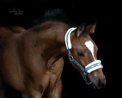 dressage horse Valuna S (Westphalian, 2020, from Varihoka du Temple)