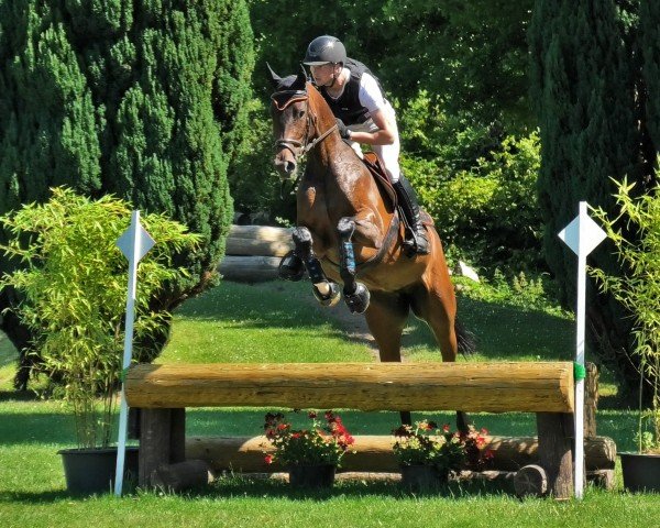 jumper Conthara 6 (Hanoverian, 2021, from Conthargos)