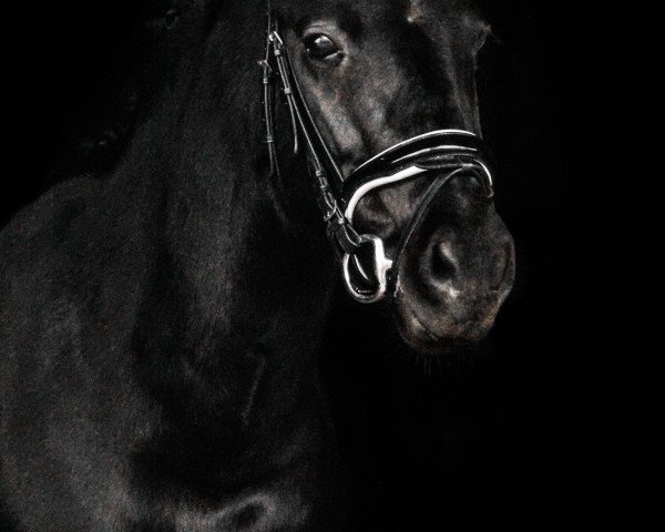 Springpferd Nastasia 28 (Deutsches Reitpony, 2009, von Rikado)