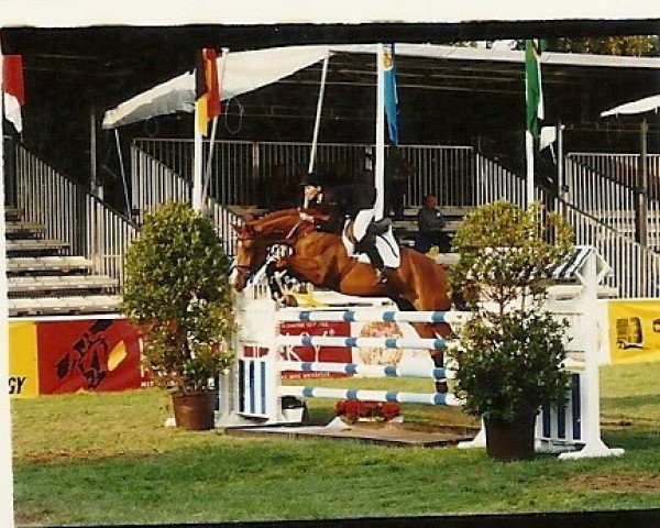 broodmare Butterfly (Westphalian,  , from Boredo)