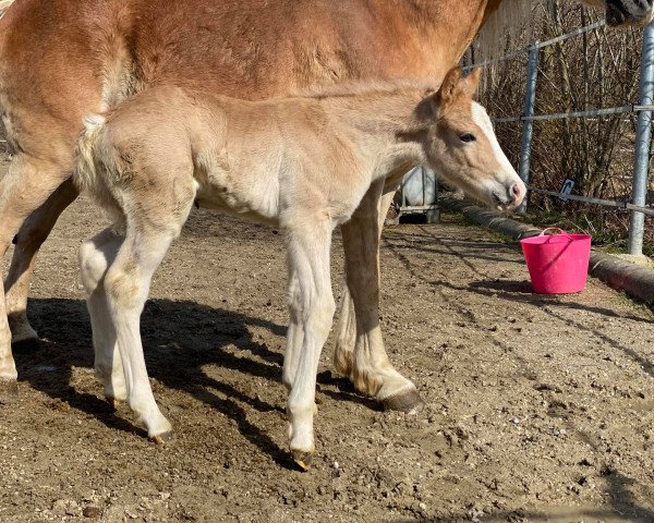 horse Walzerstern (Haflinger, 2021, from Walzertraum)