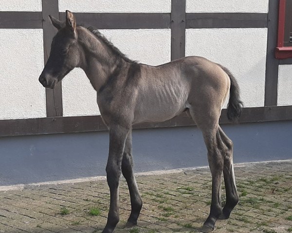 Dressurpferd Manfredo Weissena (Oldenburger, 2020, von Morricone)