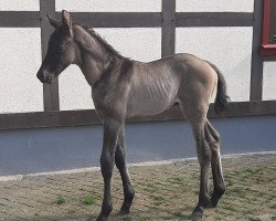 dressage horse Manfredo Weissena (Oldenburg, 2020, from Morricone)