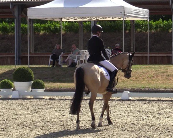 Reitturnier Langenfeld 2025