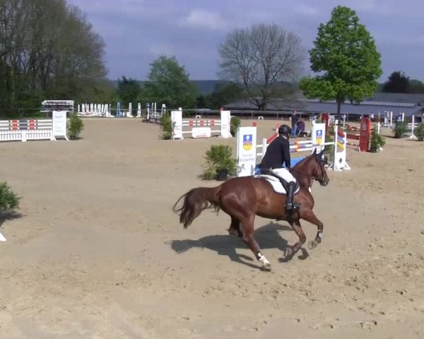 Großes Reit- und Springturnier Bühren-Breckerfeld 2014