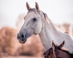 broodmare Indira Weissena (Oldenburg, 2010, from Desperados FRH)