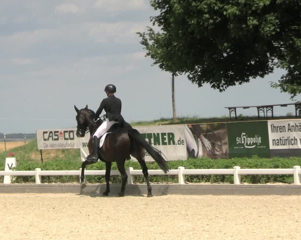 Reitturnier Dresden Gompitz 2025