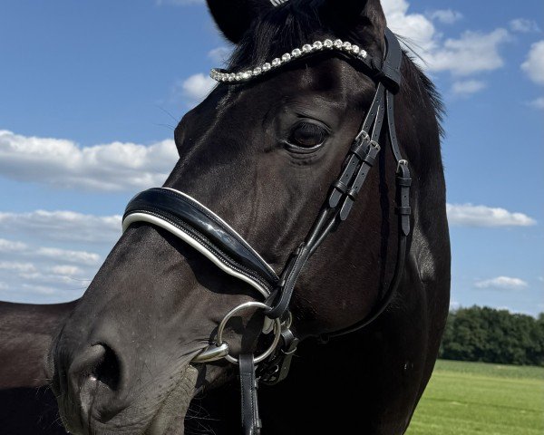 dressage horse Desert Rose 31 (Hanoverian, 2010, from Detroit)