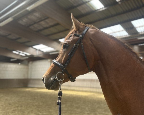 horse Dexter-AR (Westphalian, 2022, from Diathago)