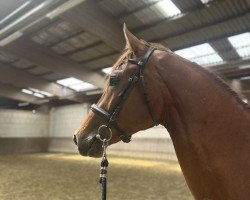 horse Dexter-AR (Westphalian, 2022, from Diathago)
