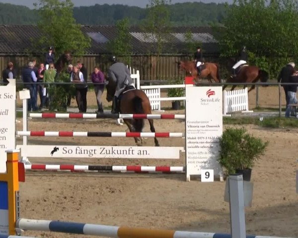 Großes Reit- und Springturnier Bühren-Breckerfeld 2014