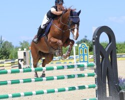 dressage horse Lorenzo 367 (Hanoverian, 2011, from Londonderry)