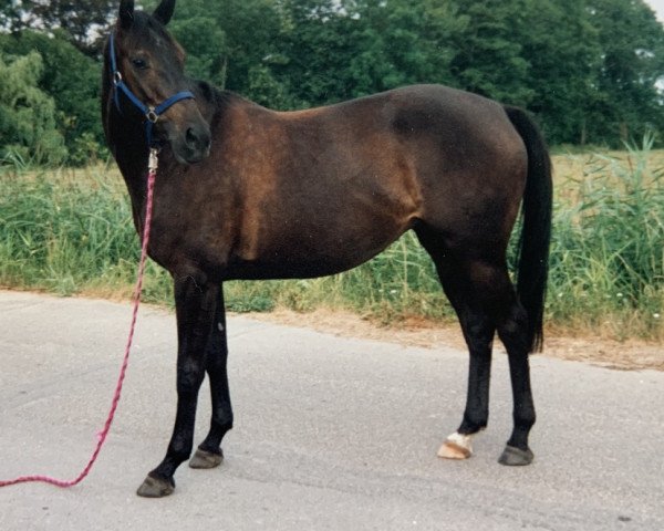horse Taiga (Trakehner, 1990, from Marius)