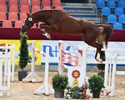 stallion King George 28 (German Sport Horse, 2018, from Kasanova de La Pomme)