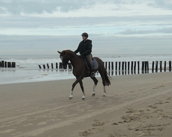 horse Luna Sol (Westphalian, 2019, from Livaldon)