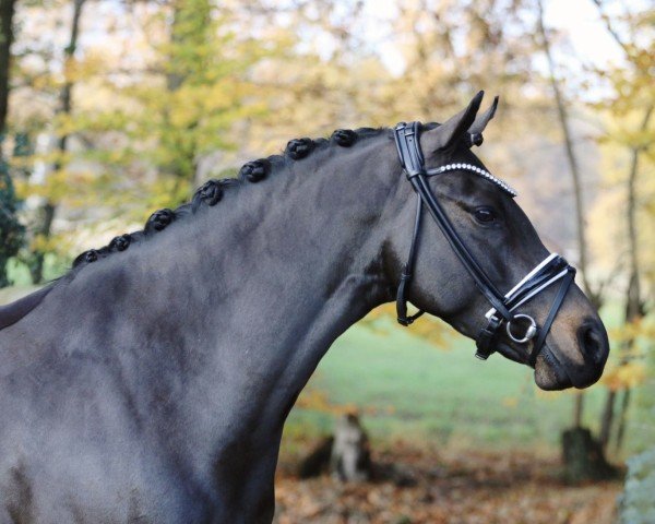 dressage horse Gislason (German Riding Pony, 2019, from Golden Grey NRW)