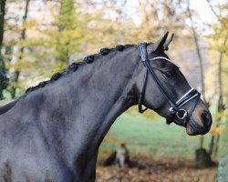 Dressurpferd Gislason (Deutsches Reitpony, 2019, von Golden Grey NRW)