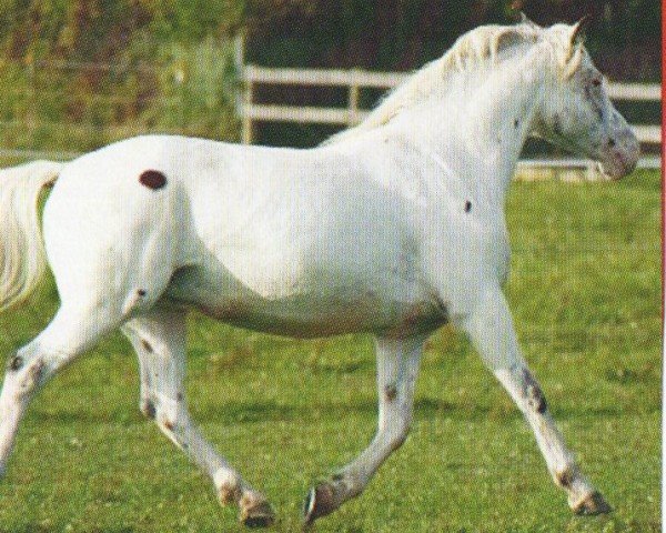 broodmare Tosca vom Nordstern (Knabstrupper,  , from Chameur vom Nordstern)