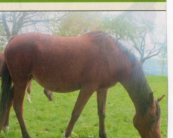 Zuchtstute Sahira ox (Vollblutaraber, 1993, von Dahab ox)