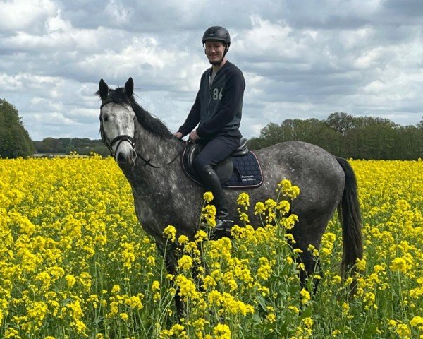 Pferd Casius (Westfale, 2017, von C-Trenton Z)