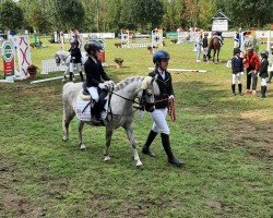 dressage horse Wienerveld's Shirly (Welsh mountain pony (SEK.A), 2019)